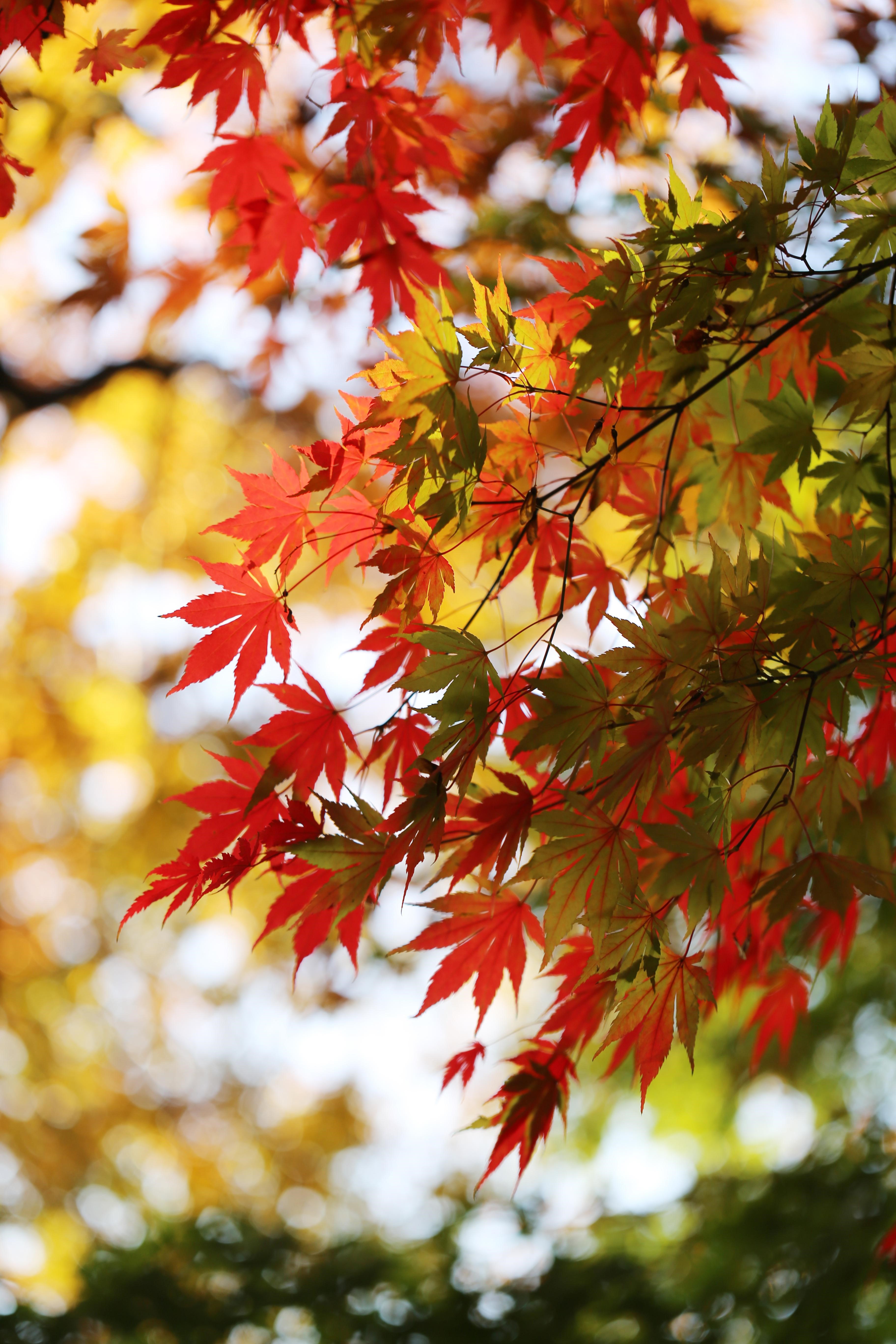 Bunte Herbstblätter