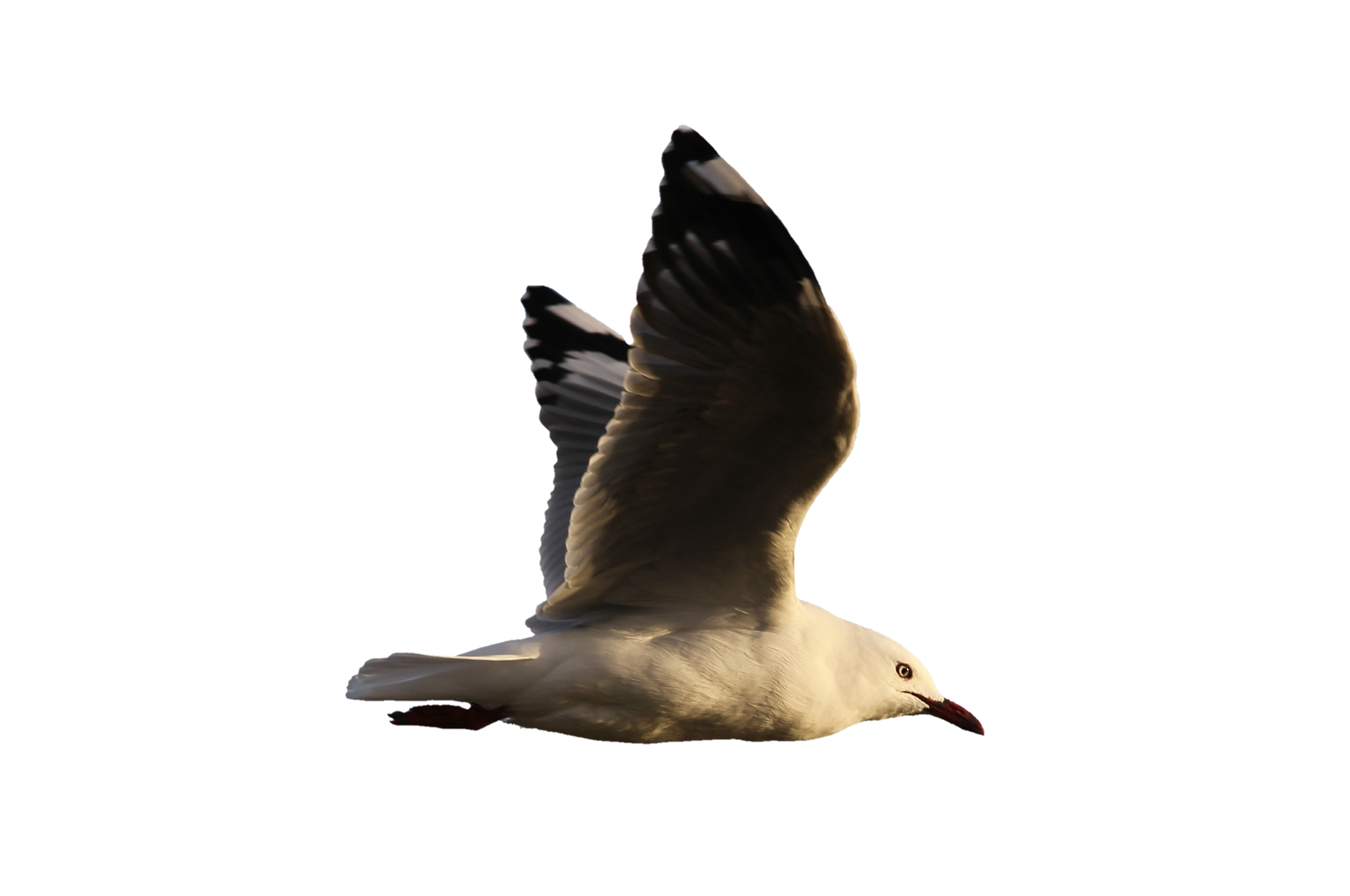Fliegende Möwe